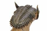 Impressive Metacanthina Trilobite - Lghaft, Morocco #382868-5